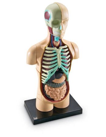 Learning Resources | Anatomiczny model ludzkiego ciała LERLER3336