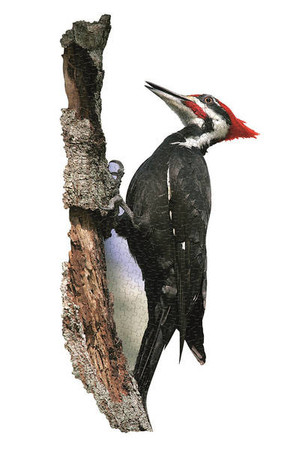 MADD CAPP,  Puzzle konturowe I AM - Dzięcioł 300 elem.