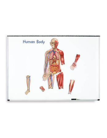 Learning Resources | Odwracalne magnetyczne Ciało LERLER6044