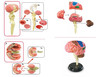 Learning Resources | Anatomiczny model mózgu LERLER3335