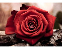 Diamentowa Mozaika 27x19cm Róża