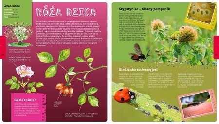 Wojciech Gil opowiada o drzewach i ich mieszkańcach