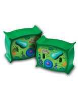 Learning Resources | Przekrój komórki roślinnej, model LERLER1901