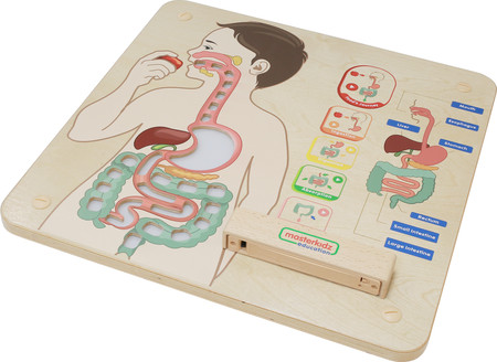 MASTERKIDZ Tablica Edukacyjna Układ Trawienny