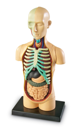 Learning Resources | Anatomiczny model ludzkiego ciała LERLER3336