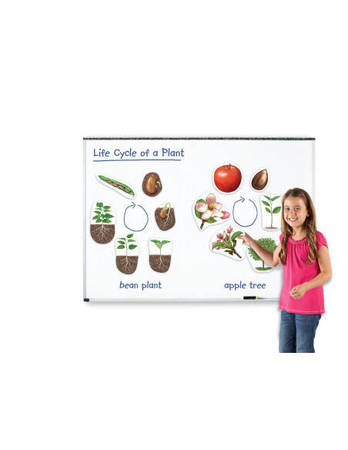 Learning Resources | Cykl życia rośliny - magnetyczny LERLER6045