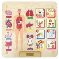 MASTERKIDZ Tablica Edukacyjna Układ Ciała Ludzkiego
