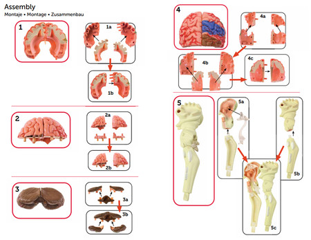Learning Resources | Anatomiczny model mózgu LERLER3335