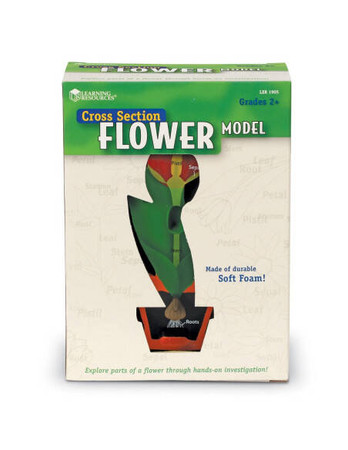 Learning Resources | Budowa kwiatu, przekrój poprzeczny LERLER1905