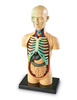 Learning Resources | Anatomiczny model ludzkiego ciała LERLER3336