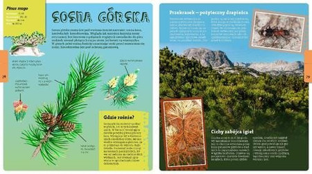 Wojciech Gil opowiada o drzewach i ich mieszkańcach