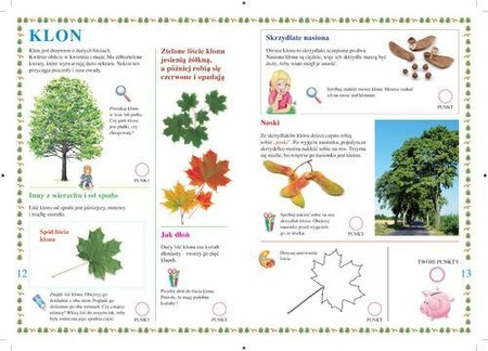 Drzewa leśne. Młody Obserwator Przyrody