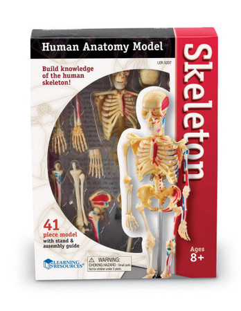 Learning Resources | Anatomiczny model ludzkiego szkieletu LERLER3337