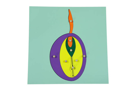 Moyo Montessori | Puzzle botaniczne - Ziarno BIO0166_B003