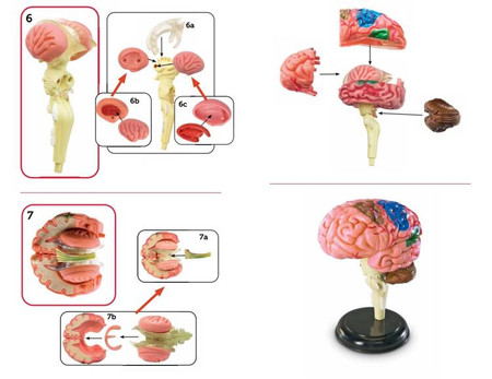 Learning Resources | Anatomiczny model mózgu LERLER3335