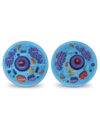 Learning Resources | Przekrój komórki zwierzęcej, model LERLER1900