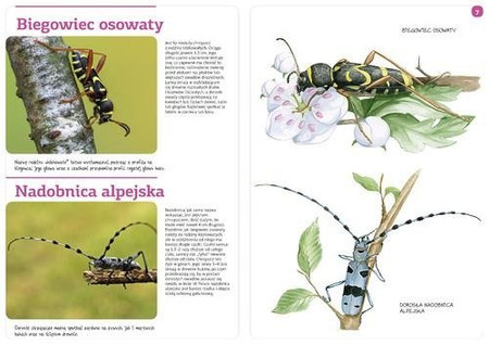 Owady naszych lasów (zeszyt w kalką)