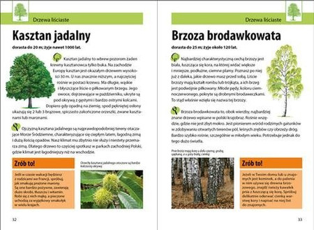 Mój pierwszy przewodnik. Jakie to drzewo?