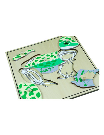 Puzzle ze zwierzętami - Szkielet żaby