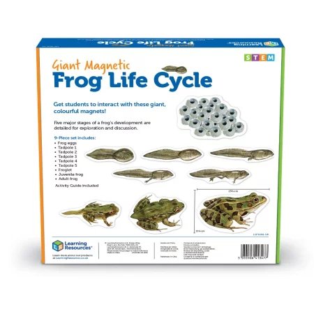 Learning Resources | Gigantyczny Magnetyczny Zestaw Demonstracyjny Cyklu Życia Żaby
