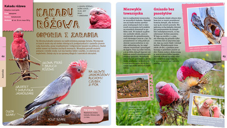 Andrzej Kruszewicz opowiada o ptakach świata