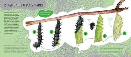 Motyle dzienne i nocne