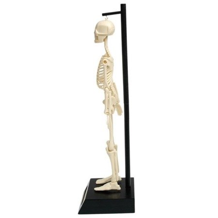 Anatomiczny model szkieletu, Rex London