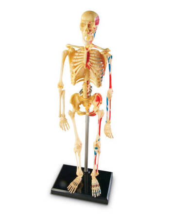 Learning Resources | Anatomiczny model ludzkiego szkieletu LERLER3337